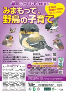 野鳥の子育て